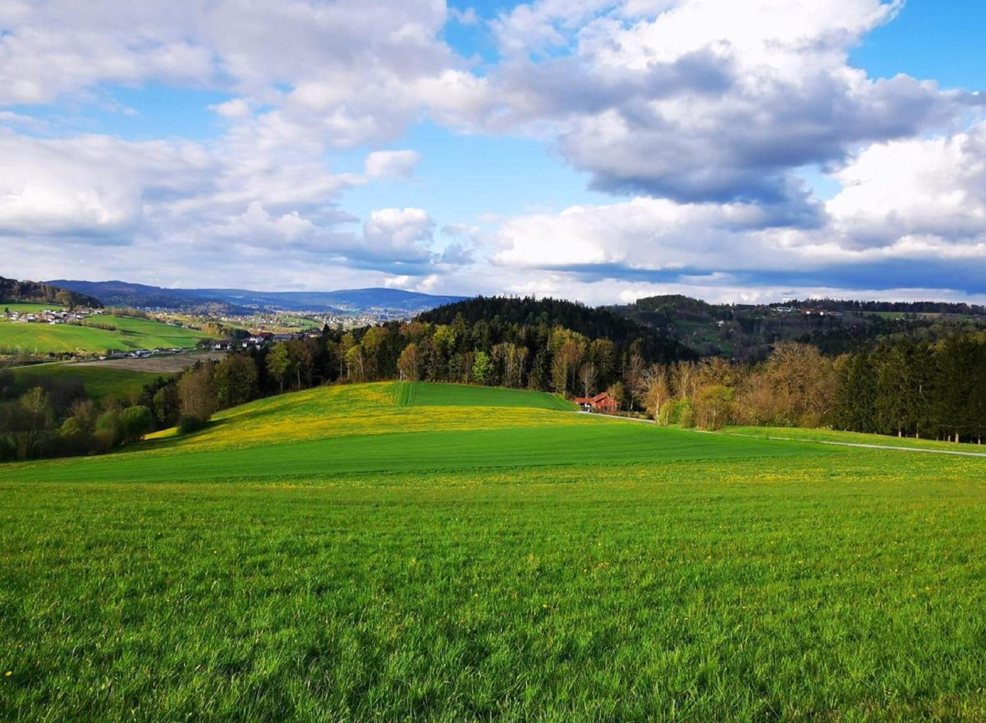 Ferienwohnung Am Woid - Herrliche Alleinlage - Vegane Einrichtung Waldkirchen Extérieur photo